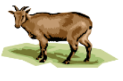 Capra