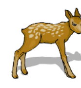 Caprioara