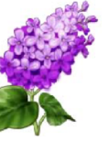 Liliacul