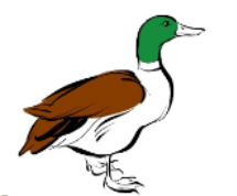 Rata