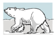 Ursul polar