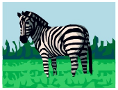 Zebra
